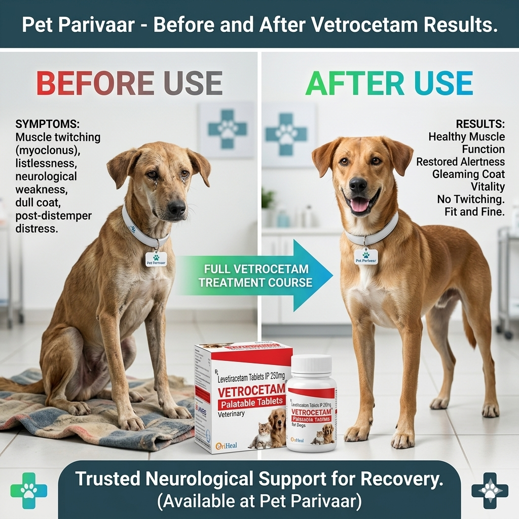 A professional before-and-after infographic demonstrating the effectiveness of Vetrocetam tablets. The left panel, labeled "BEFORE USE" in red, shows an Indian pariah dog in a weak and emaciated state on a clinic mat, exhibiting symptoms like muscle twitching and dull coat. The right panel, labeled "AFTER USE" in green, features the same dog looking fit, energetic, with a gleaming coat and restored vitality. At the bottom, a box of "VETROCETAM" palatable tablets and a product bottle are clearly displayed as the solution responsible for this recovery.
