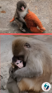 punch-kan-monkey-ichikawa-zoo.jpg